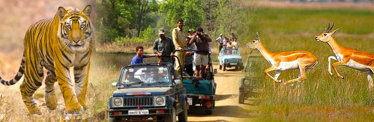 Wildlife Adventure Tour Packages in India Globetrouper