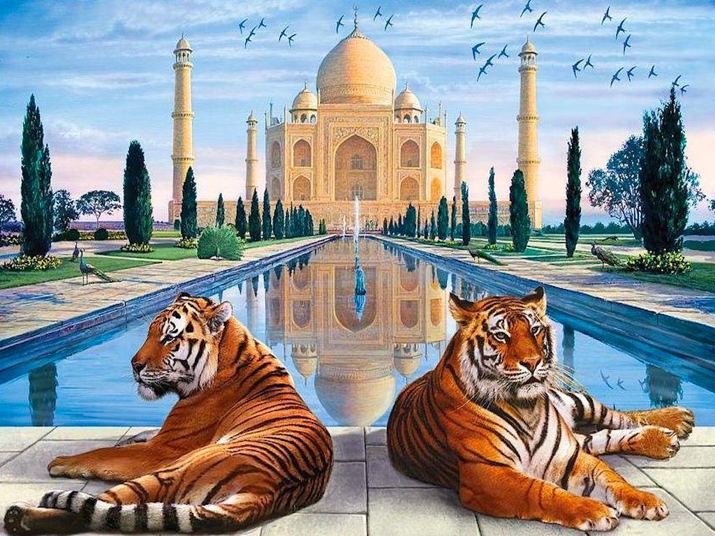 Romance with Tiger